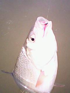 IMG0083A.jpg