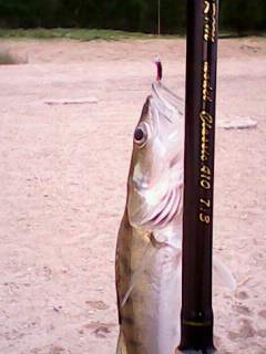 IMG0084A.jpg