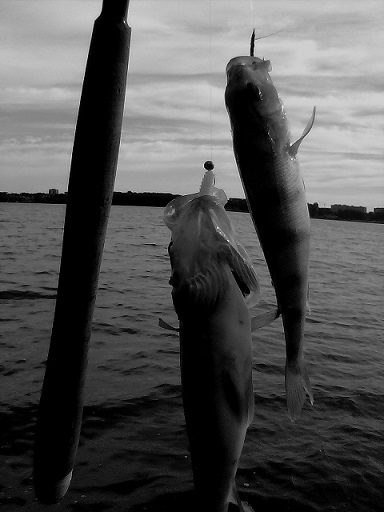 picture_01115.jpg