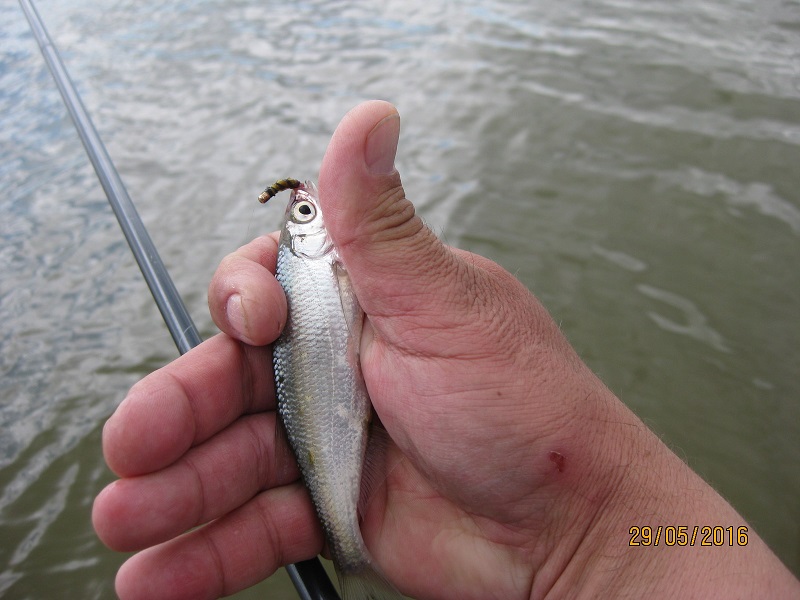 IMG_4501.JPG