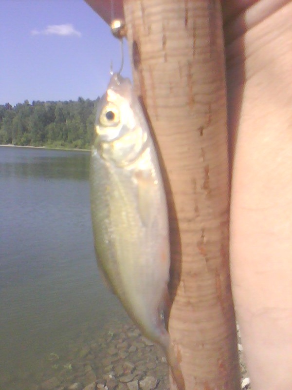picture_01194.jpg