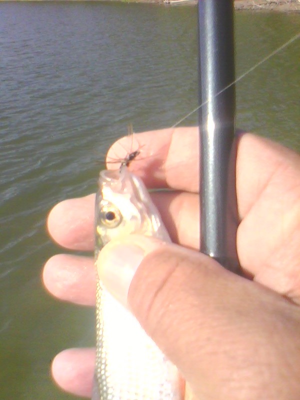 picture_01197.jpg