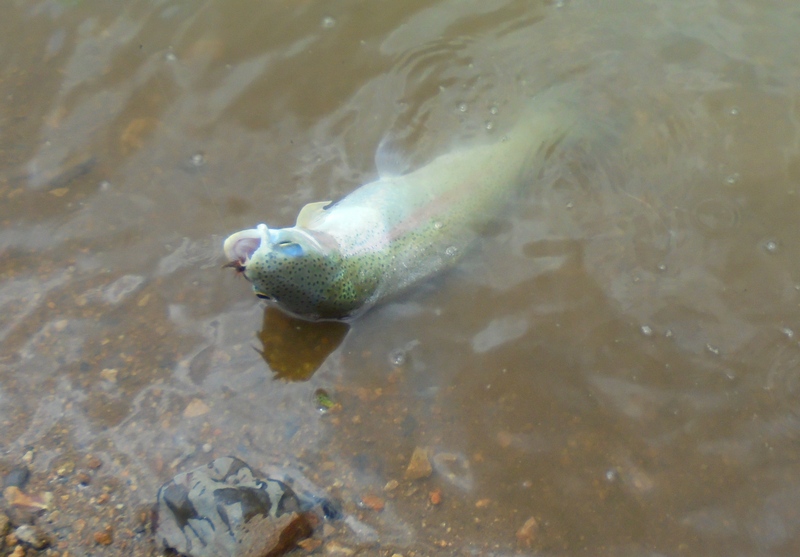 DSC00409_cr.jpg