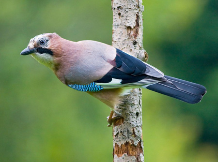 eurasian-jay-5.jpg