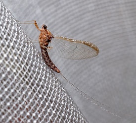 275px-Cloeon_dipterum_-_side_(aka).jpg