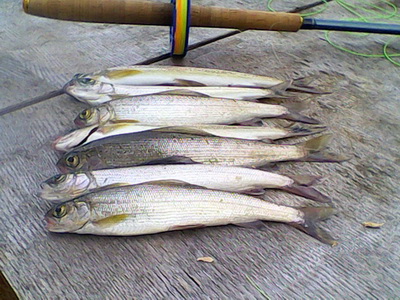 IMG0024A.jpg
