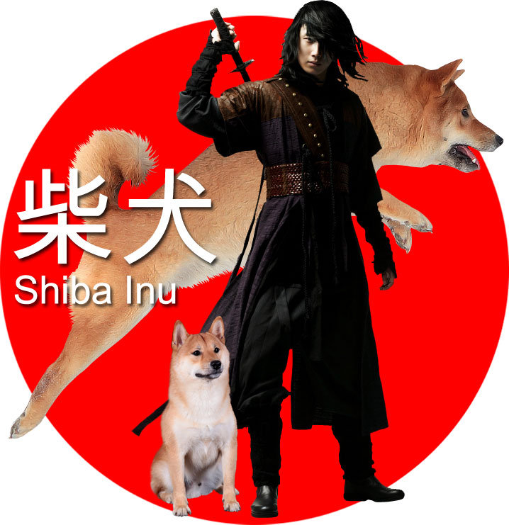 ShibaINU2011.jpg