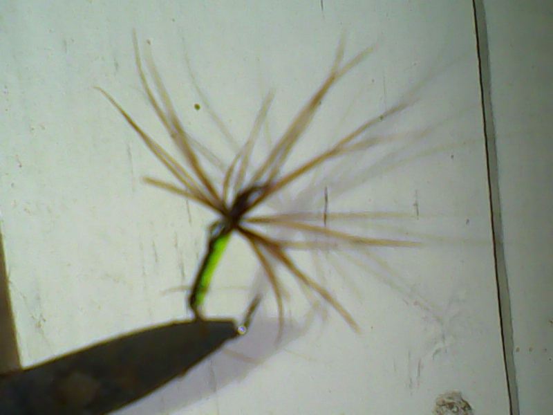 IMG0073A.jpg