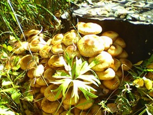 IMG0079A.jpg