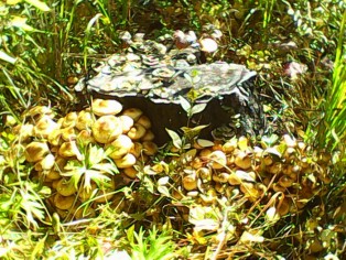 IMG0080A.jpg