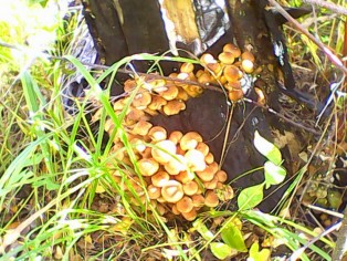 IMG0081A.jpg