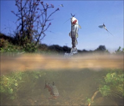 fish-catch-flies-01.jpg