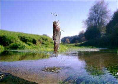 fish-catch-flies-03.jpg