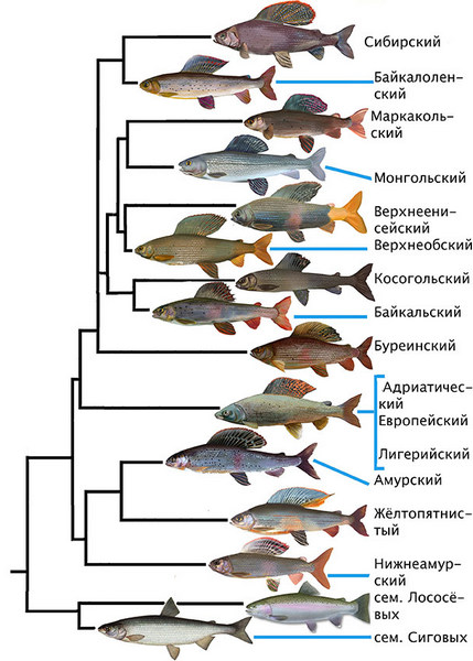 хариусы мира.jpg