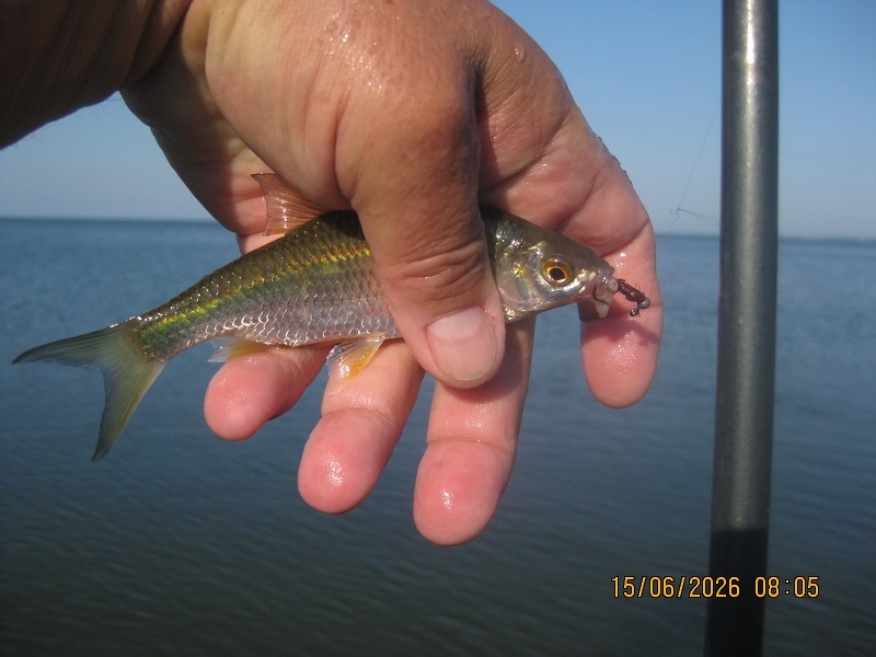 IMG_1487.JPG