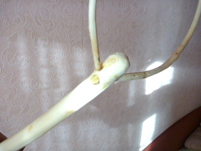 P1030500.JPG