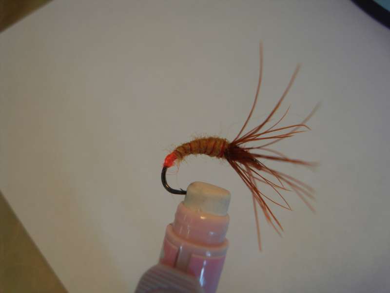 SDC10872_thumb.jpg
