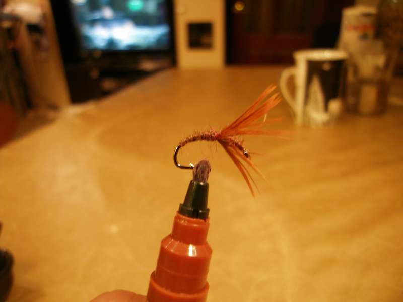 SDC10933_thumb.jpg