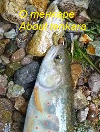 О тенкаре